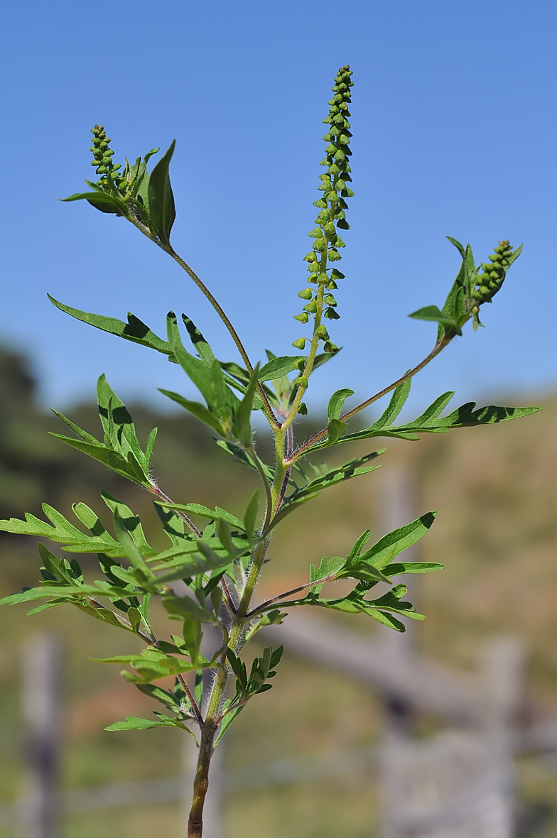 Ambrosia artemisiifolia