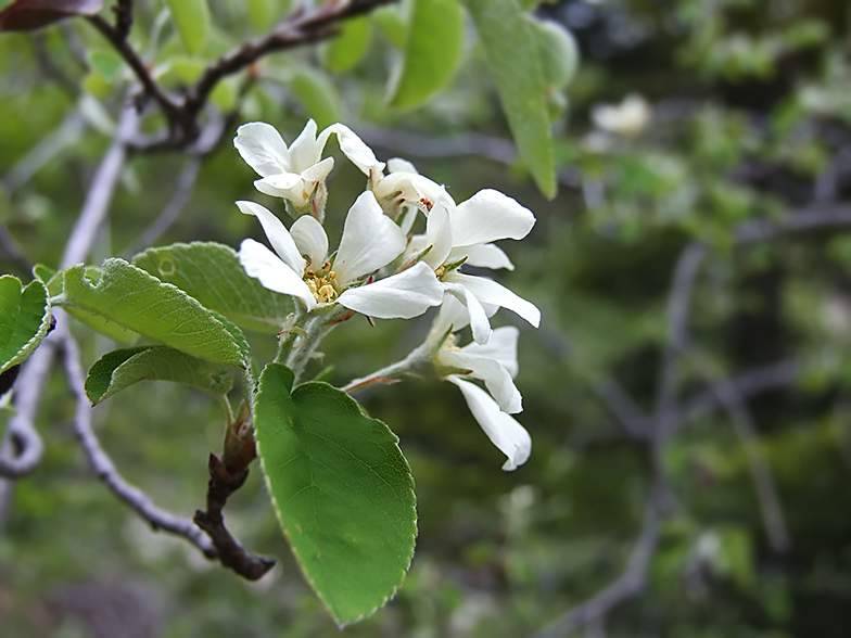 Amelanchier ovalis