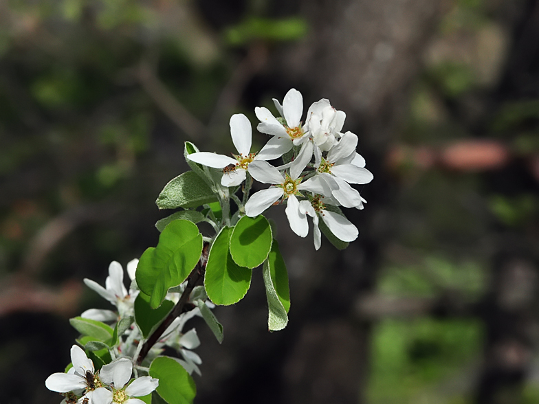 Amelanchier ovalis