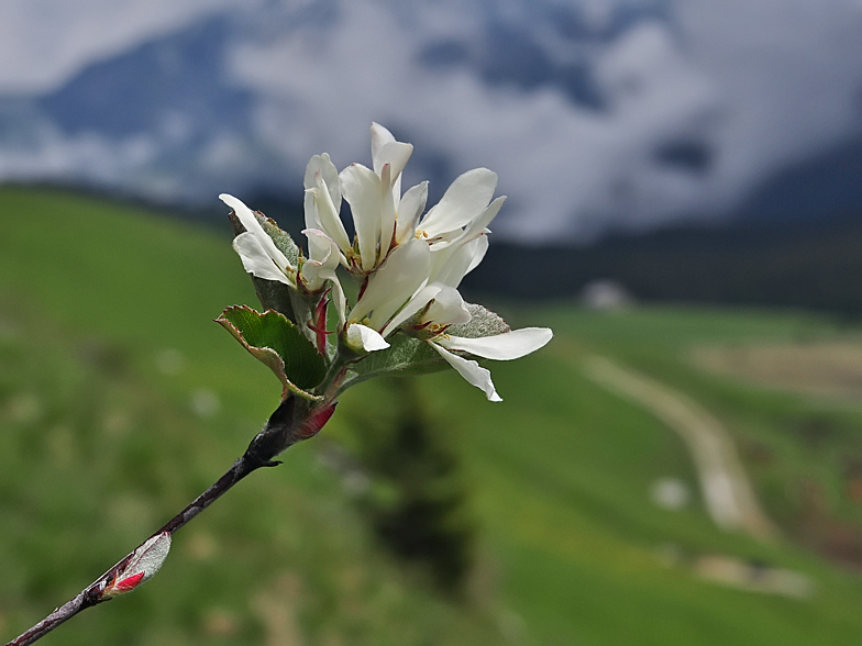 Amelanchier ovalis