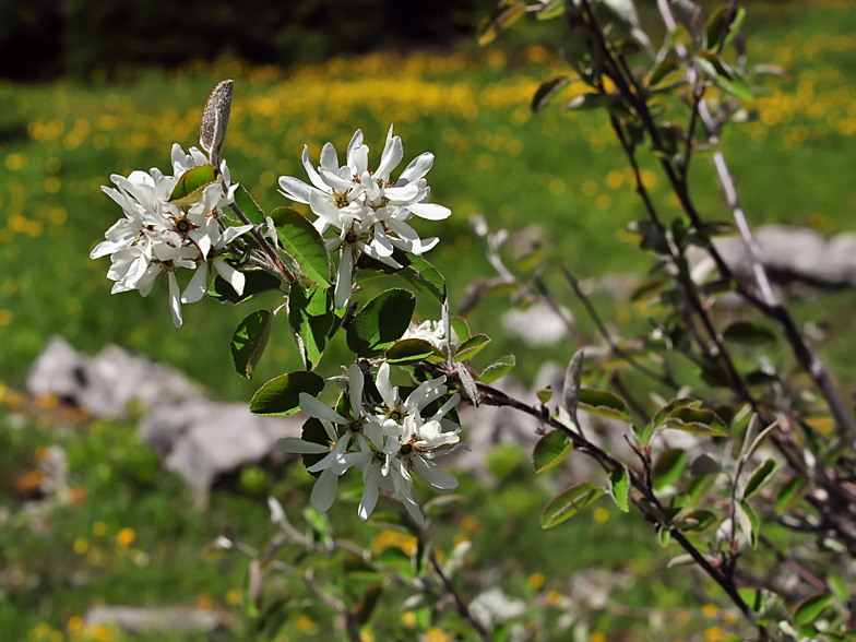 Amelanchier ovalis