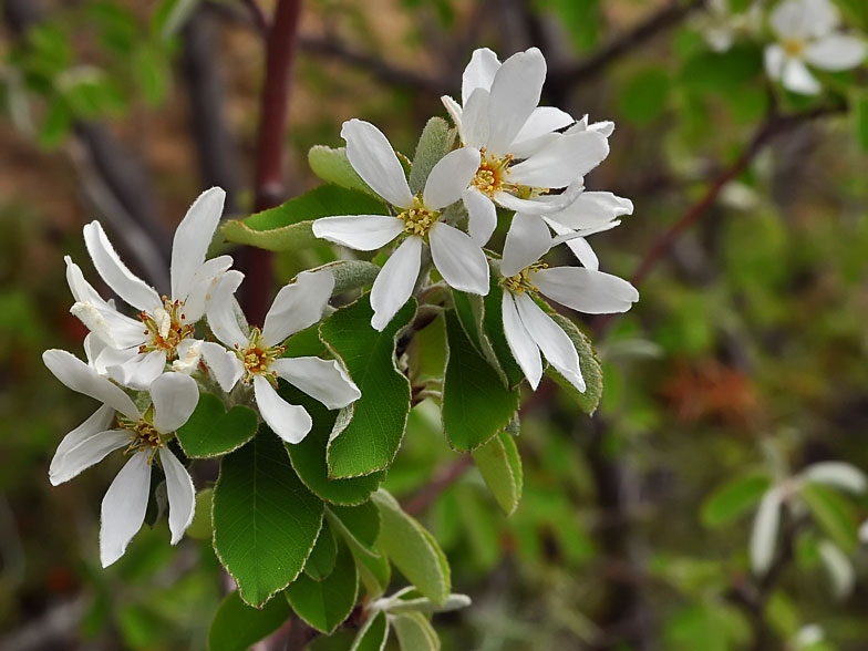 Amelanchier ovalis