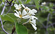 Amelanchier ovalis