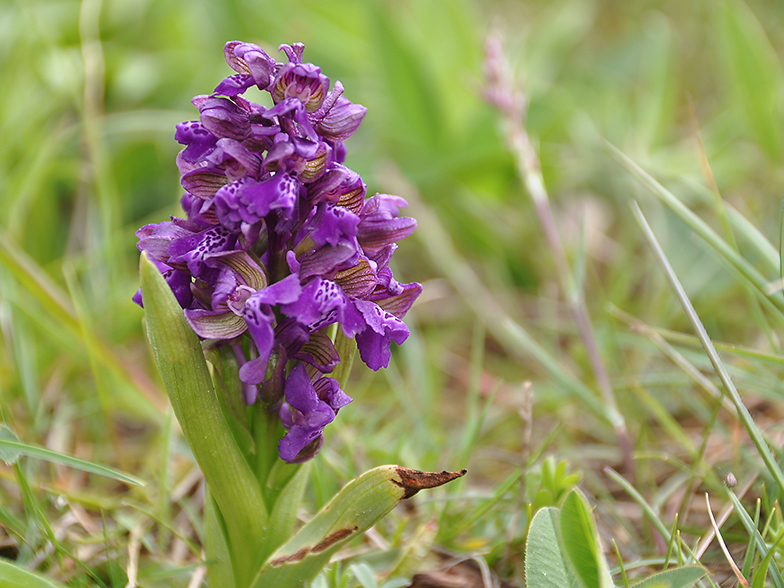 Anacamptis morio