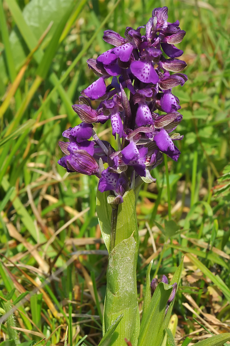 Anacamptis morio