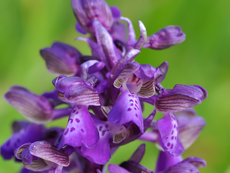 Anacamptis morio