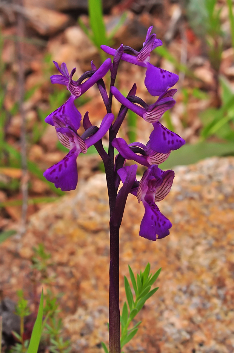 Anacamptis morio