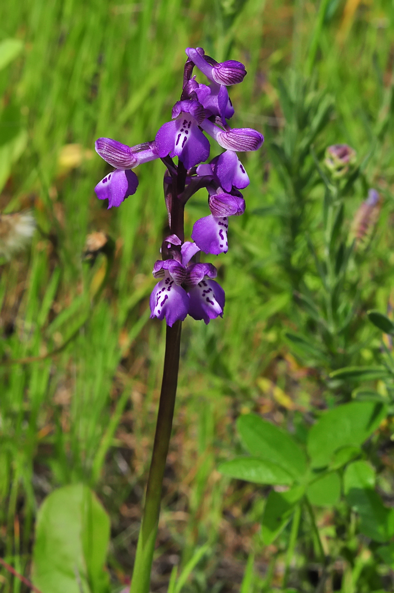 Anacamptis morio