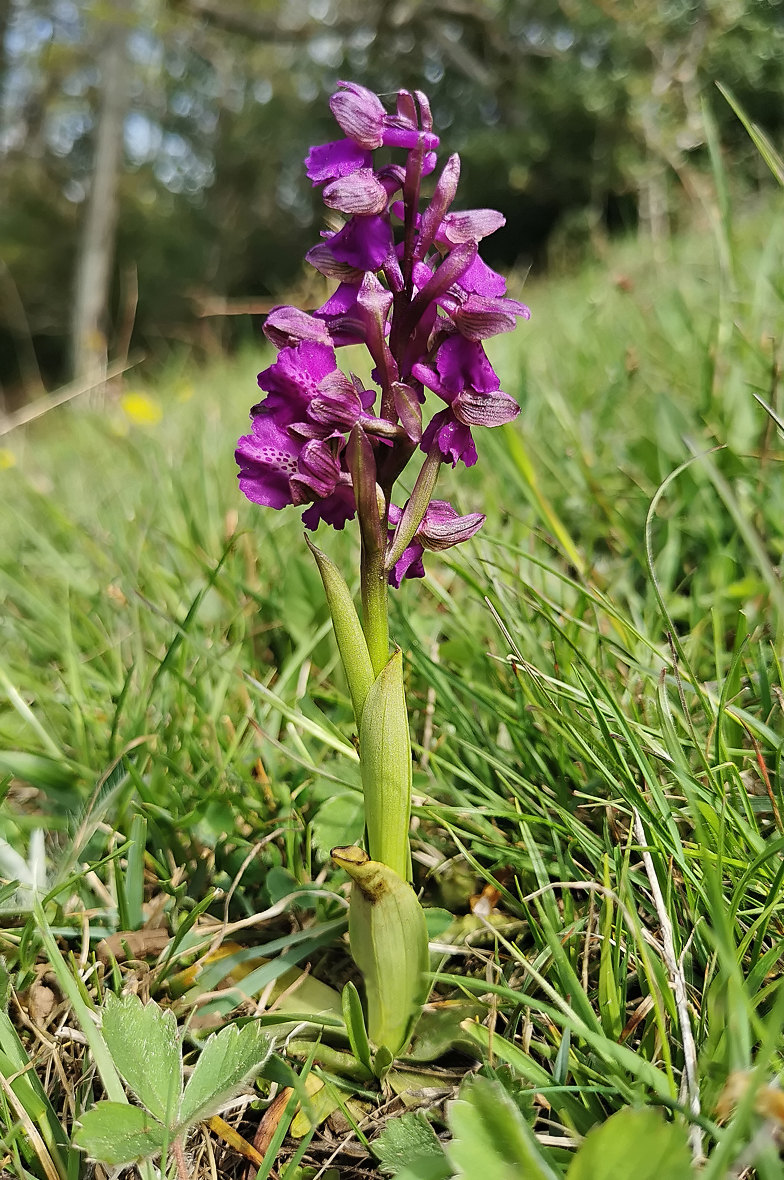 Anacamptis morio