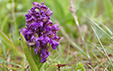 Anacamptis morio