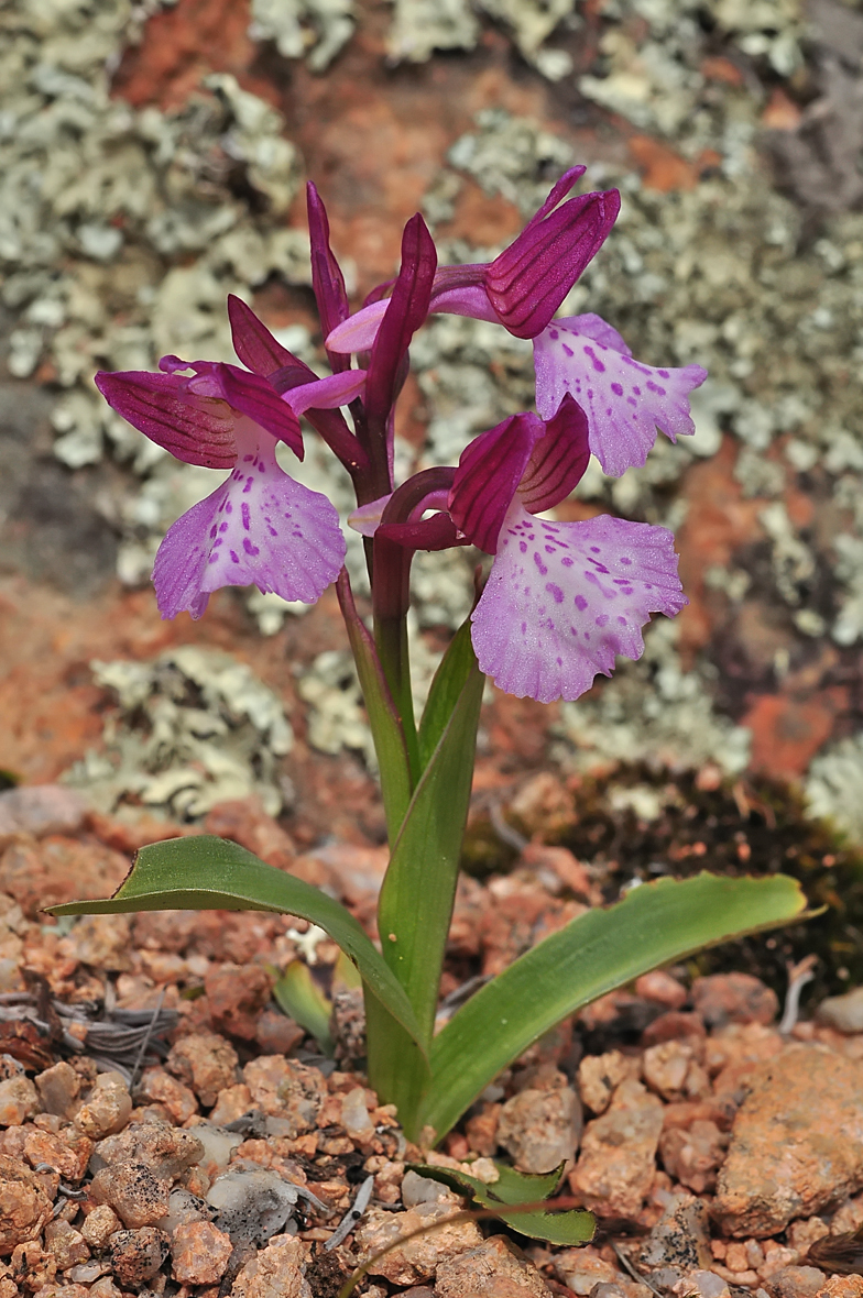 Anacamptis papilionacea