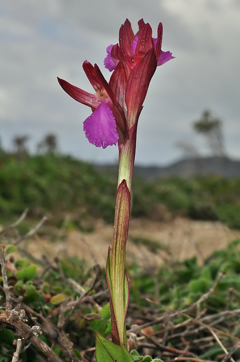 Anacamptis papilionacea