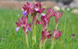 Anacamptis papilionacea