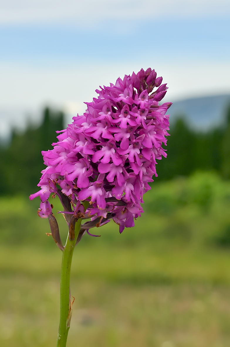 Anacamptis pyramidalis