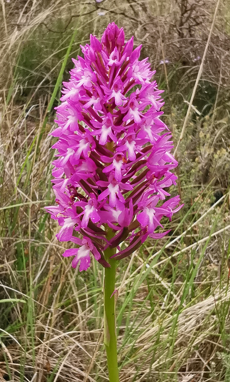 Anacamptis pyramidalis