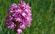 Anacamptis pyramidalis