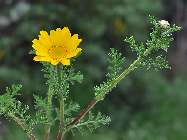 Anacyclus radiatus