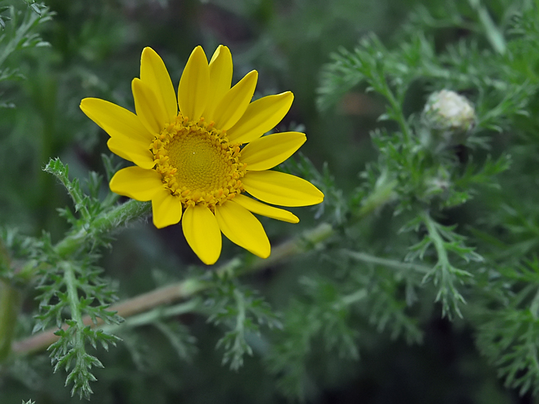 Anacyclus radiatus