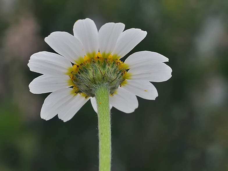 Anacyclus tomentosus