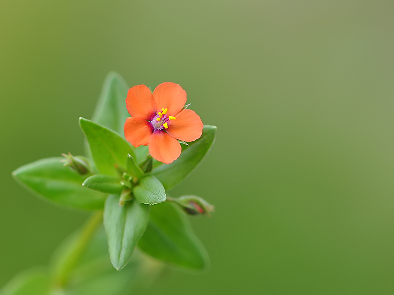 Anagallis arvensis