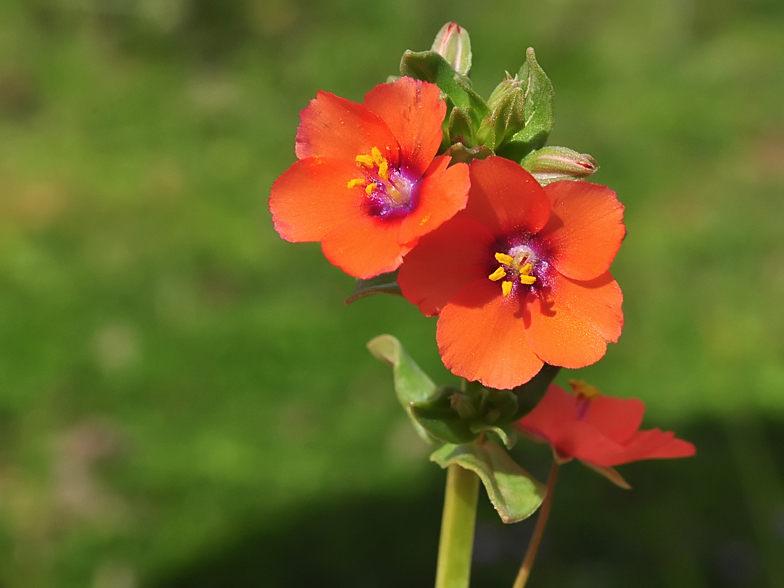 Anagallis arvensis