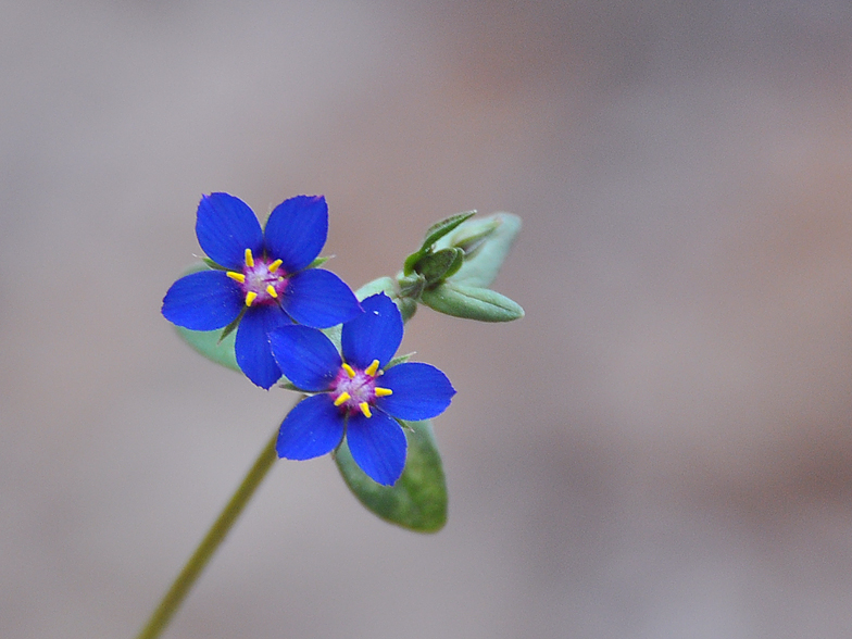 Anagallis foemina