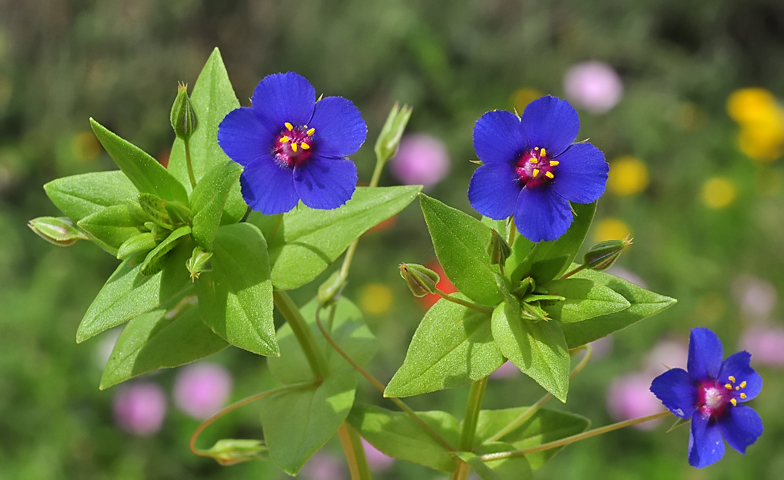 Anagallis foemina