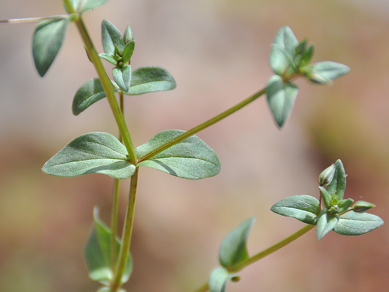 Anagallis foemina