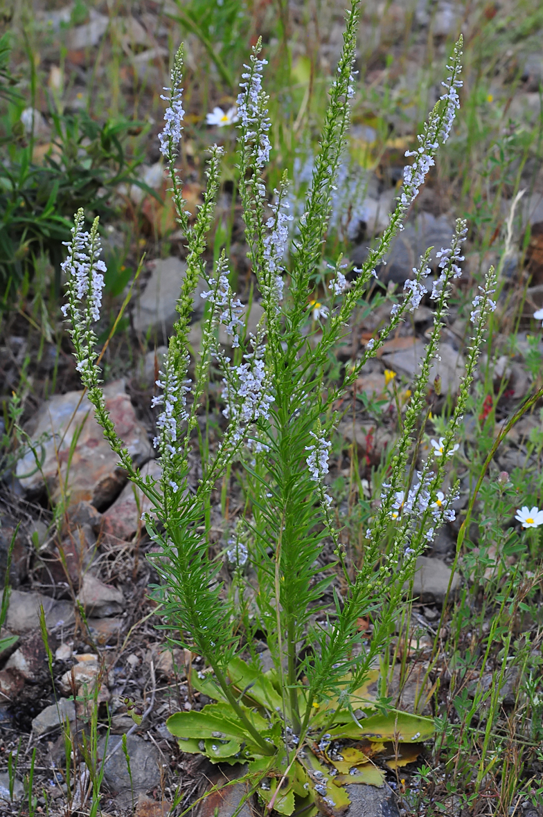 Anarrhinum bellidifolium