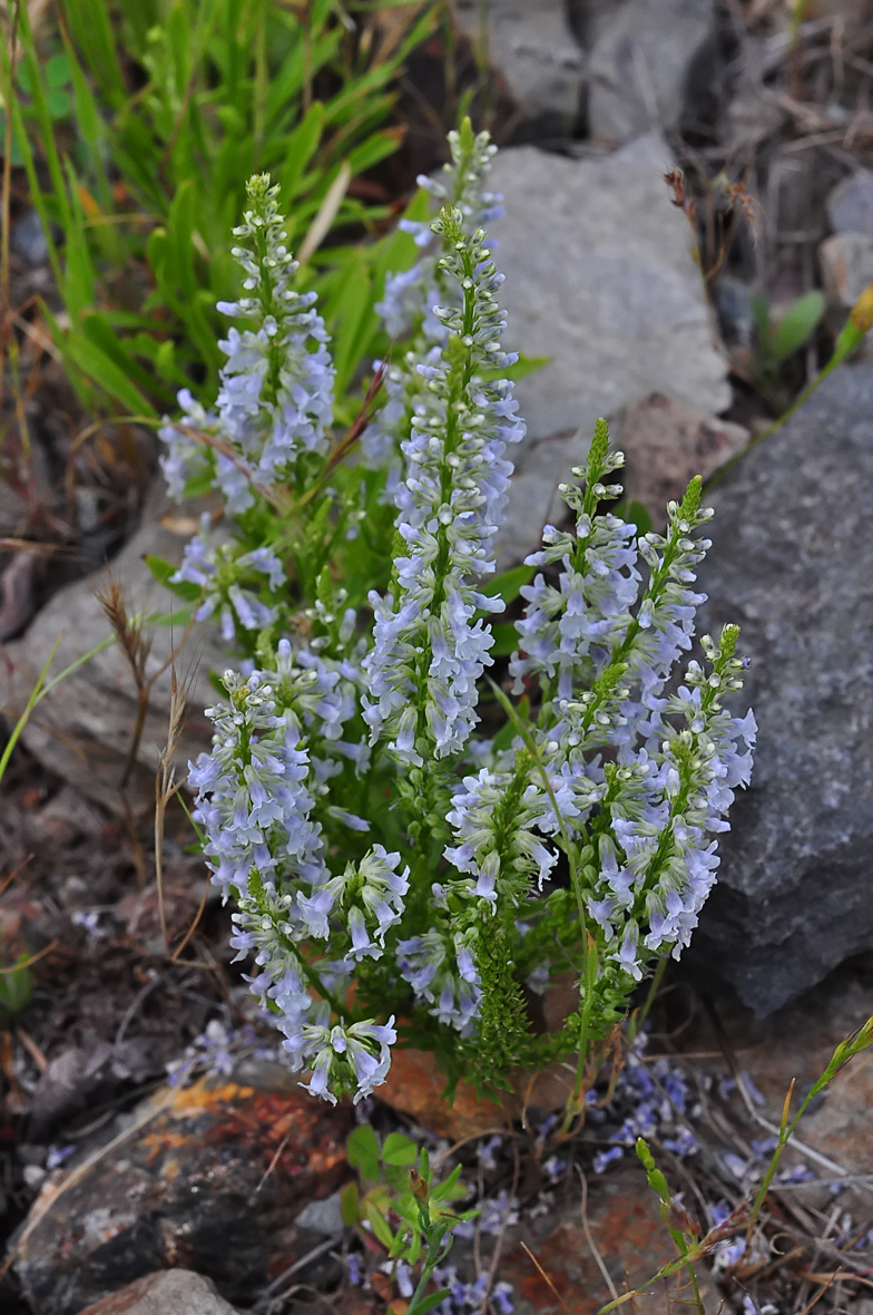 Anarrhinum bellidifolium