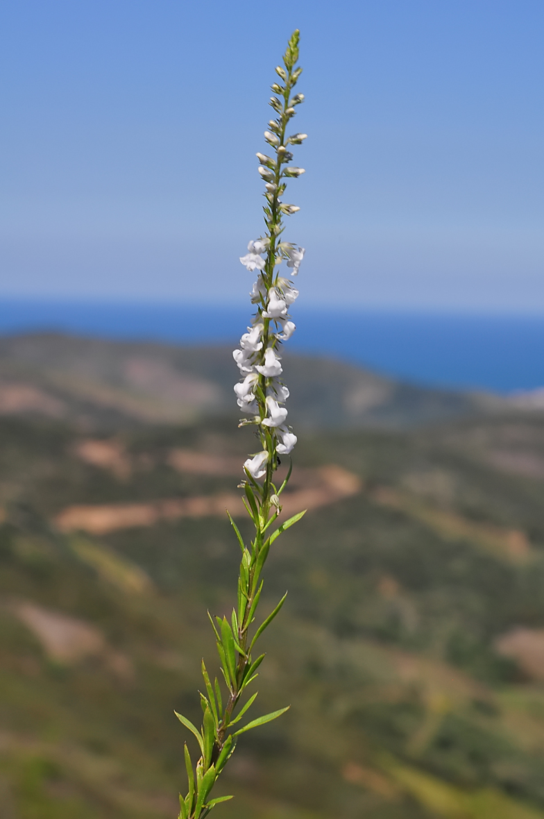 Anarrhinum bellidifolium