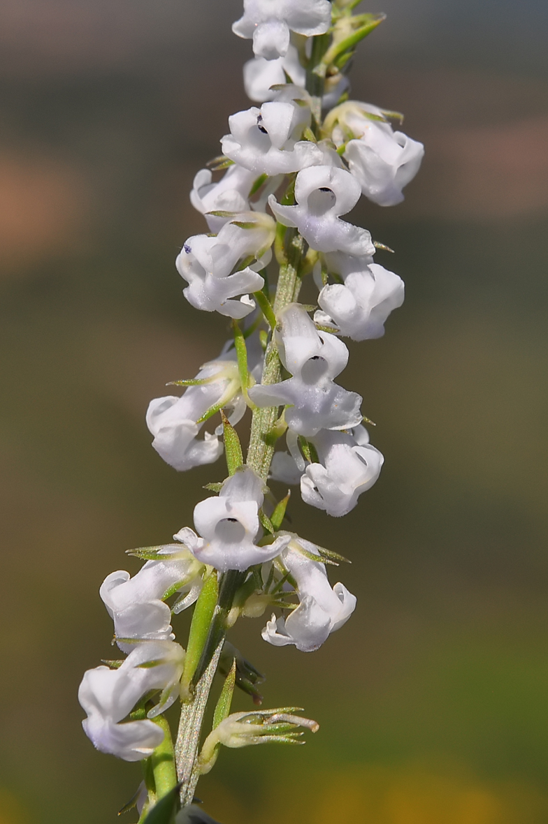 Anarrhinum bellidifolium