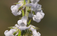 Anarrhinum bellidifolium