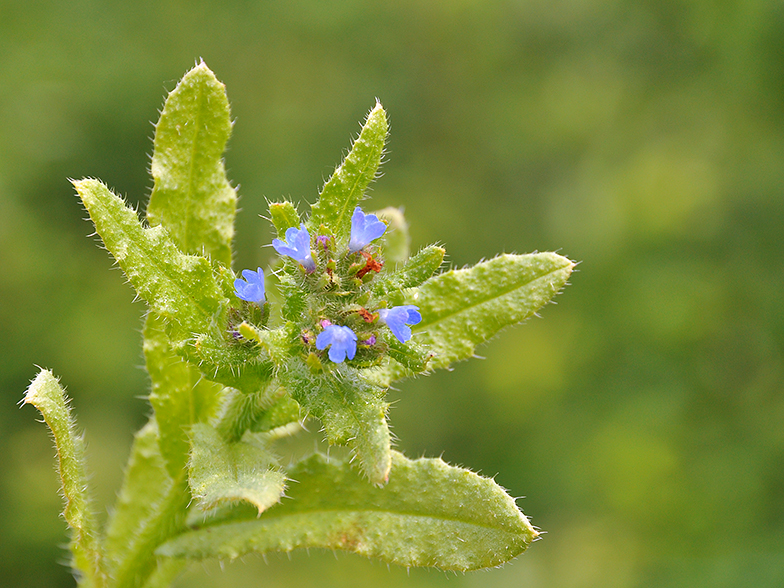 Anchusa arvensis