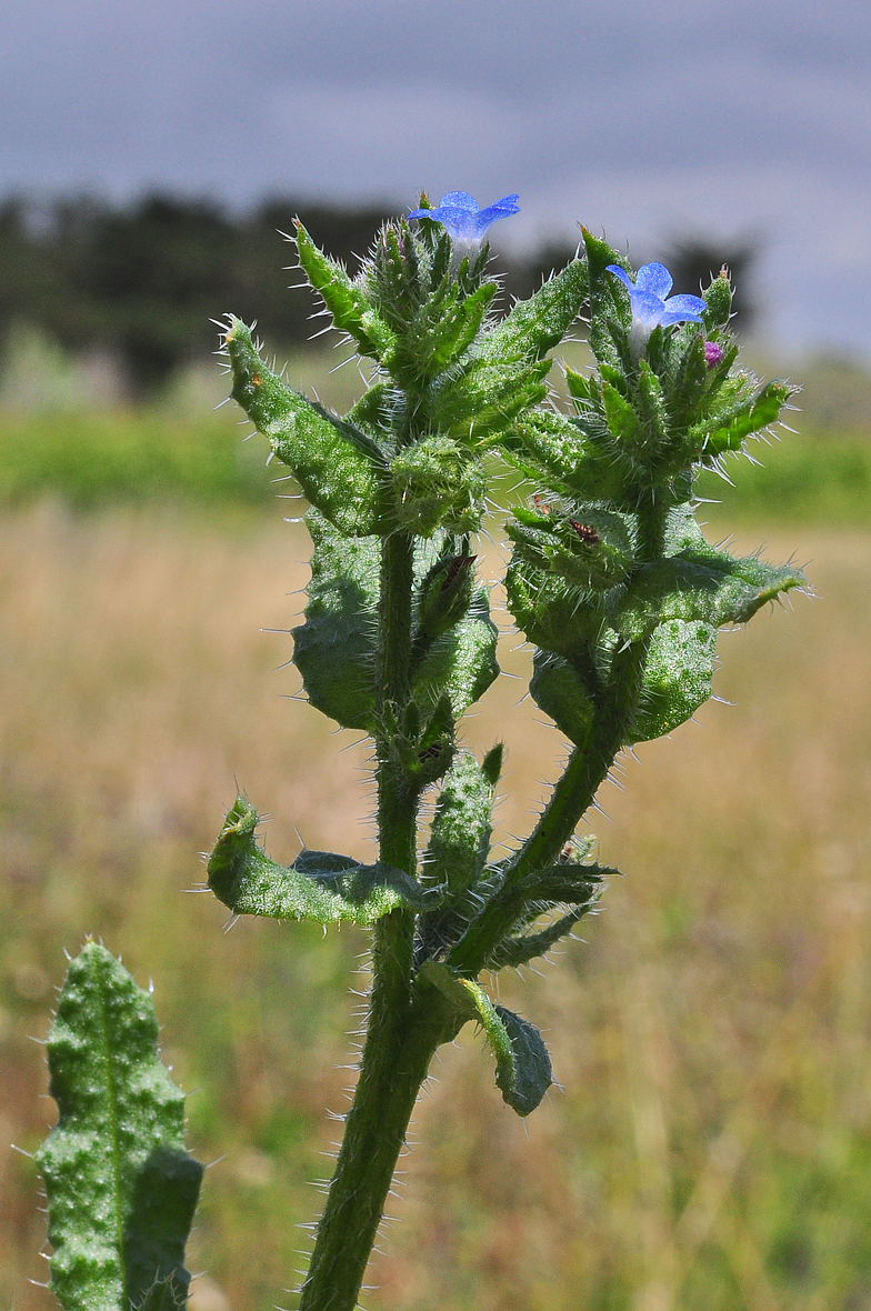 Anchusa arvensis