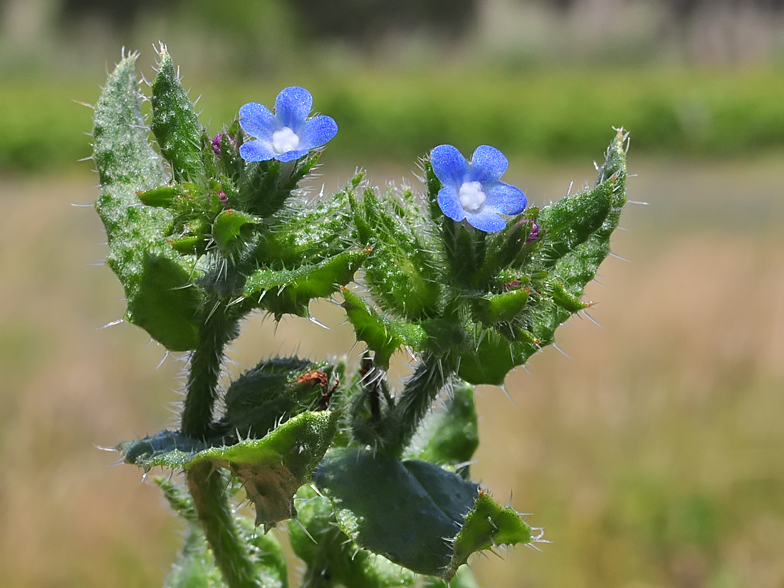 Anchusa arvensis