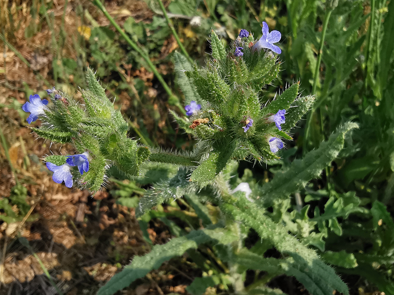 Anchusa arvensis