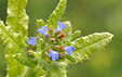 Anchusa arvensis