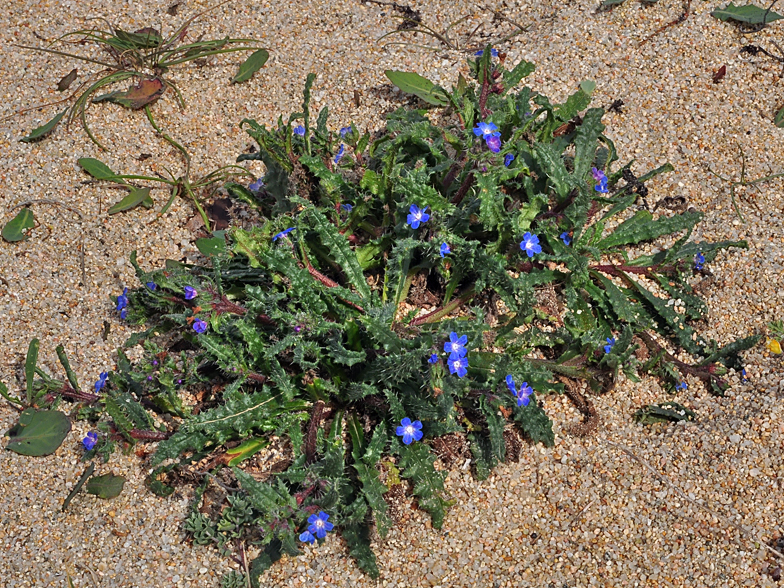 Anchusa crispa