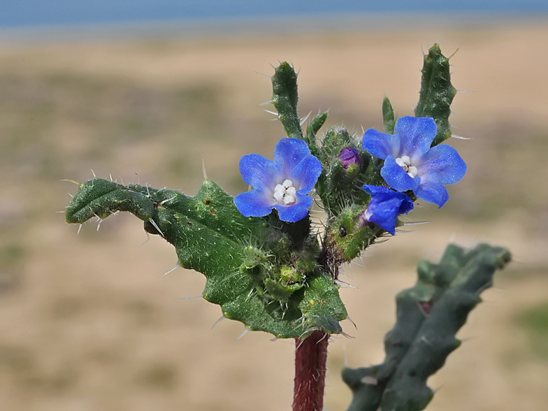 Anchusa crispa