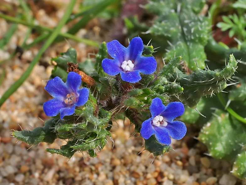 Anchusa crispa