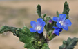 Anchusa crispa