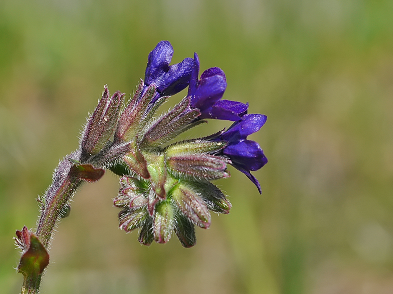 Anchusa officinalis