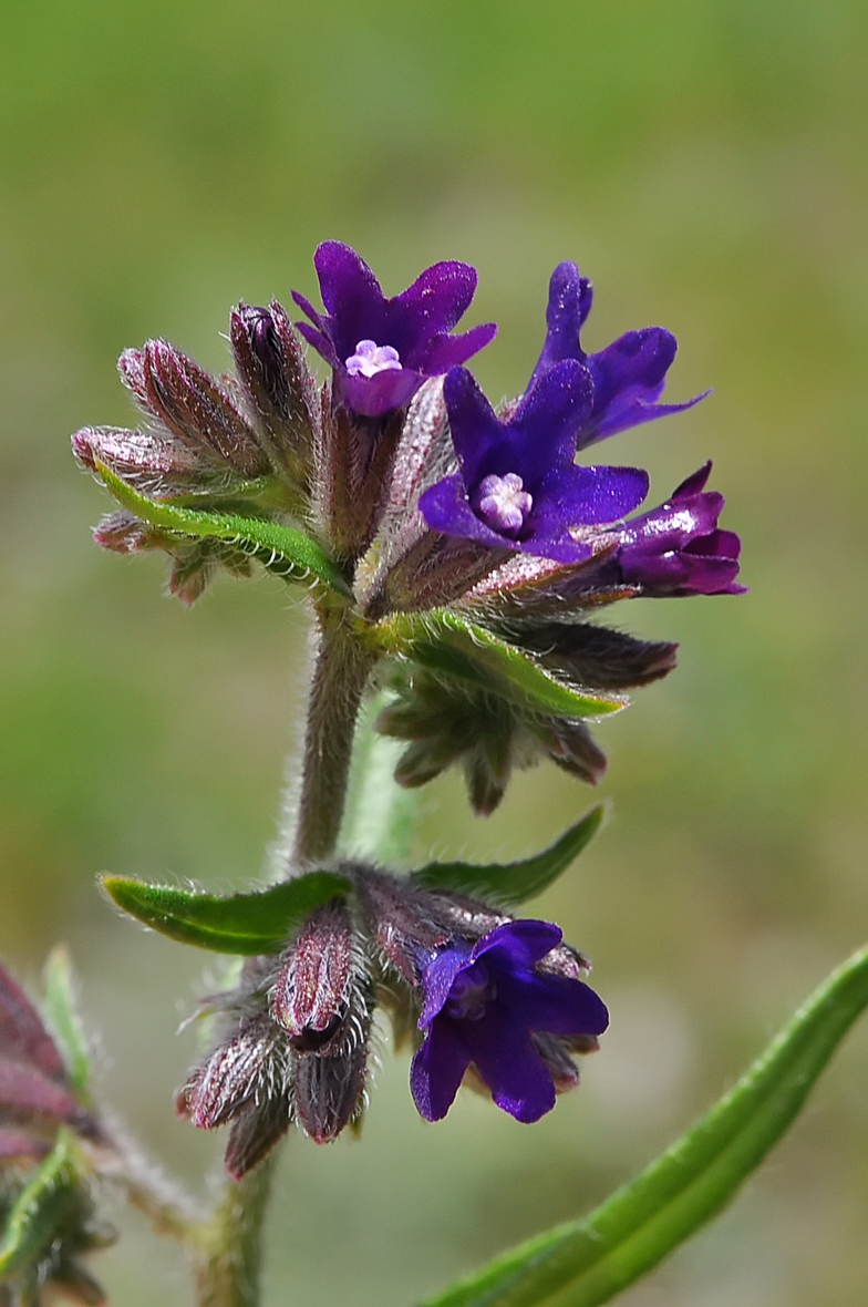 Anchusa officinalis