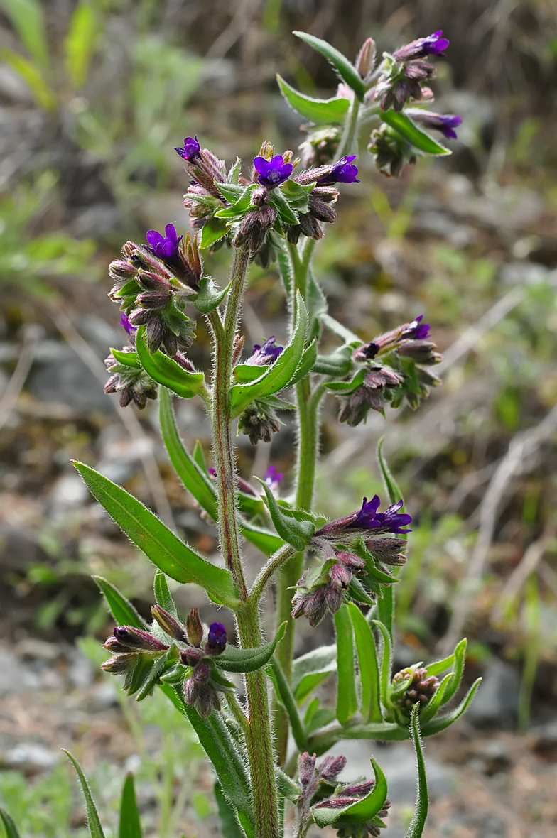 Anchusa officinalis