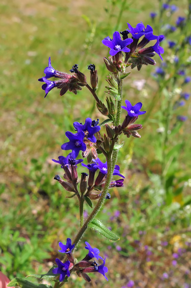 Anchusa officinalis