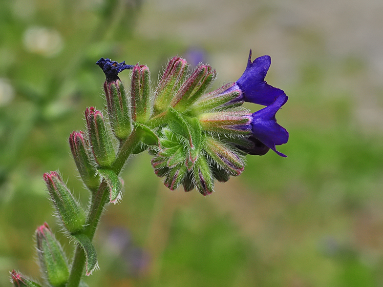 Anchusa officinalis