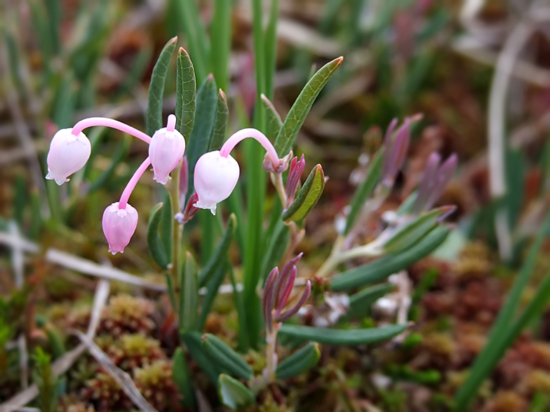 Andromeda polifolia