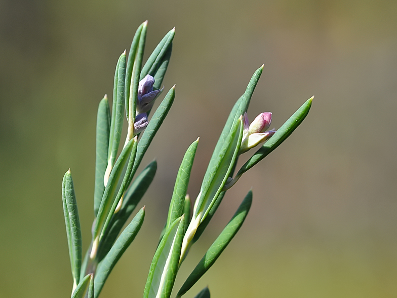 Andromeda polifolia