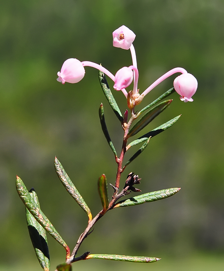 Andromeda polifolia